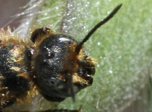 Chelostoma rapunculi